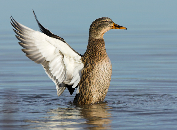 'Wing Stretch' - Birds - Wild