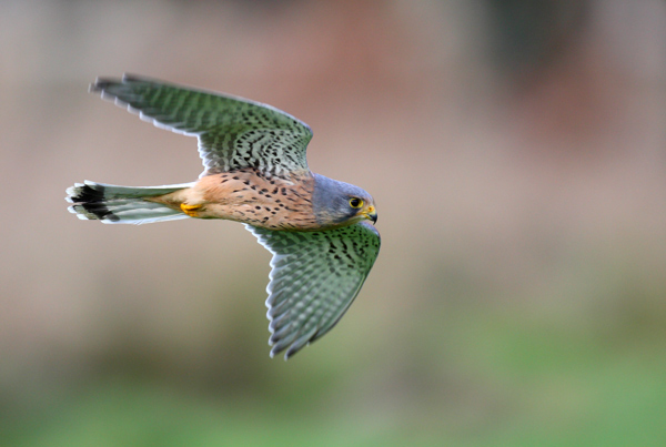 Kestrel - Birds - Wild