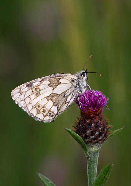 Marbled White - Close up