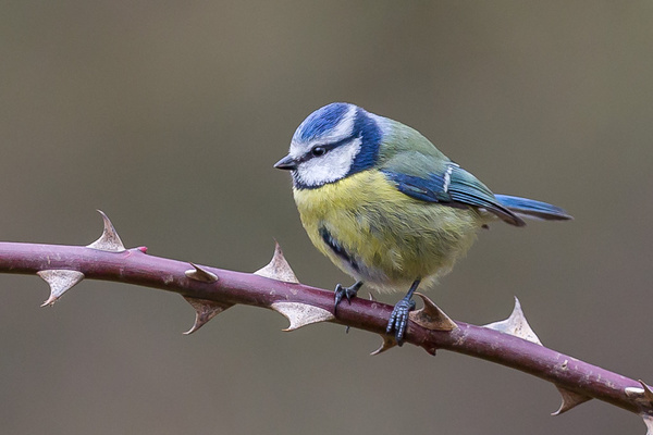 Blue Tit - Birds - Wild