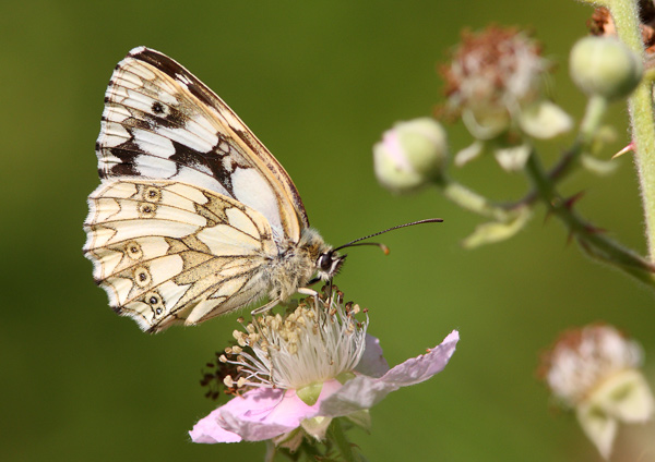 Marbled White - Close up