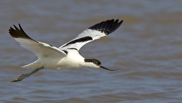 Avocet in Flight - Birds - Wild