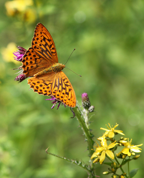 Silver-Washed Fritillary Butterfly - Close up