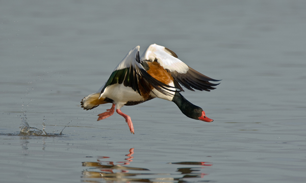 Common Shelduck - Birds - Wild