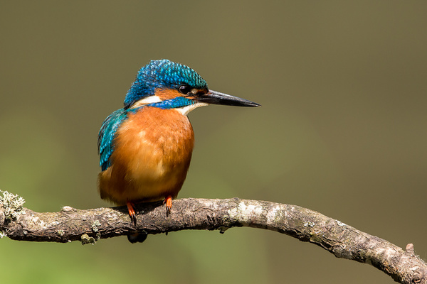 Kingfisher - Birds - Wild