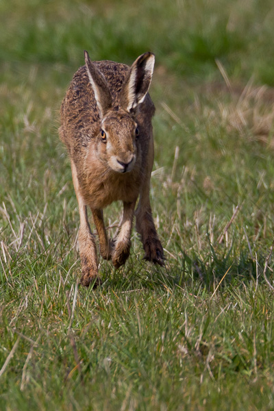 Hare - Nature & Animals