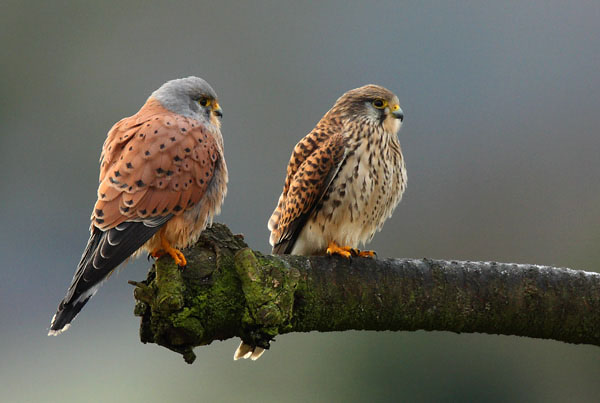 Kestrels - Birds - Wild
