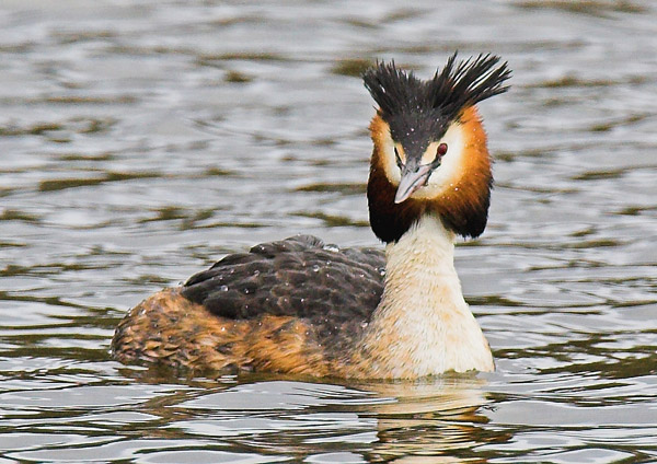Great Crested Grebe - Birds - Wild