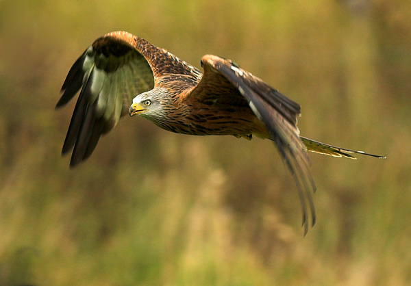 Red Kite - Birds - Wild