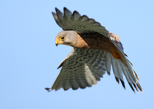Kestrel - Birds - Wild