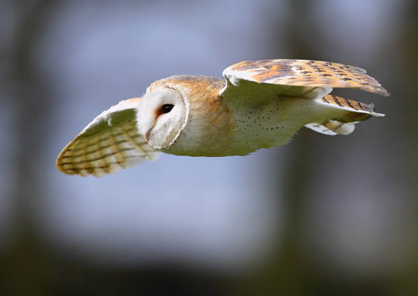Barn Owl - Birds  -  Captive
