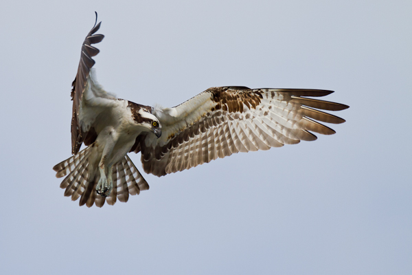 Osprey - Florida 2011