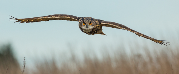 Eagle Owl - Birds  -  Captive