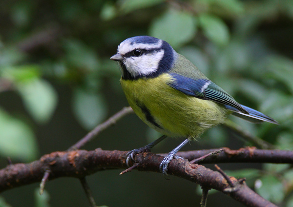 Blue Tit - Birds - Wild