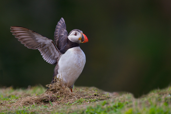 Puffin - Birds - Wild