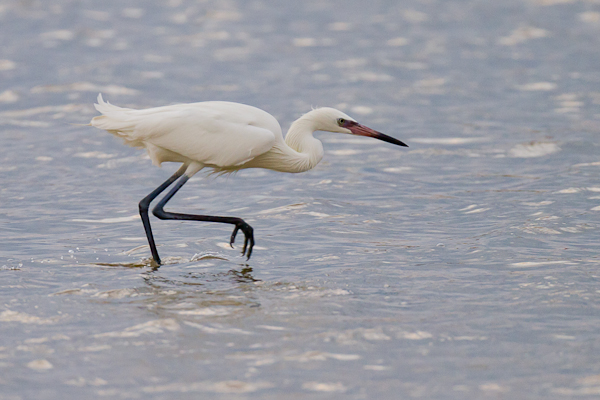 White Morphed Reddish Egret - Florida 2011