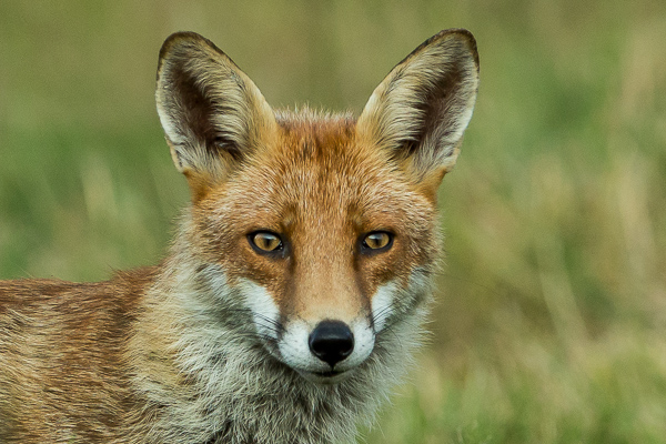 Fox - Nature & Animals