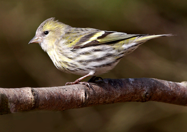 Siskin - Birds - Wild