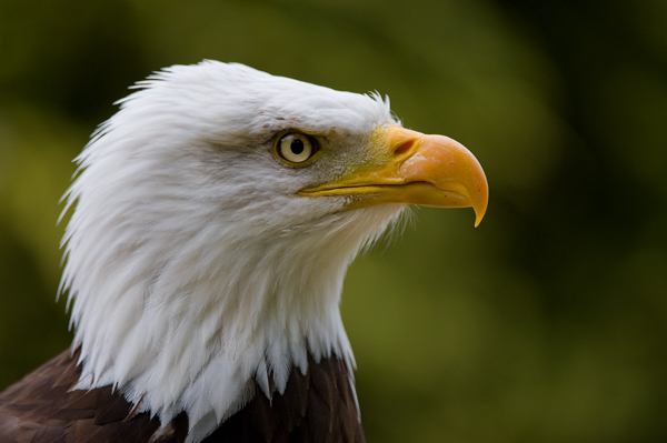 American Bald Eagle - Birds  -  Captive