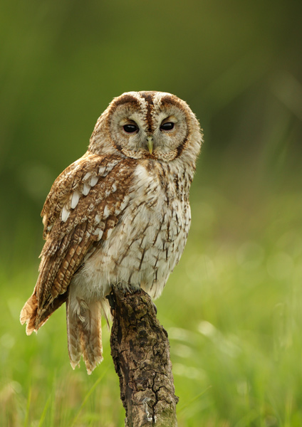 Tawny Owl - Birds  -  Captive