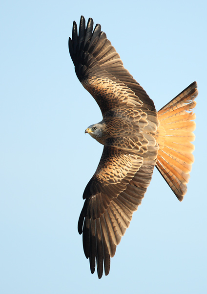 Red Kite - Birds - Wild