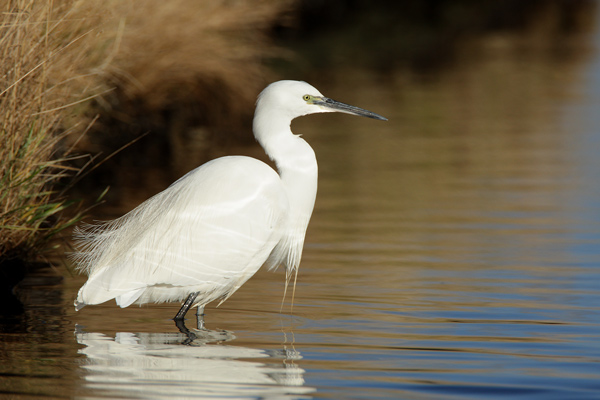 Little Egret - Birds - Wild
