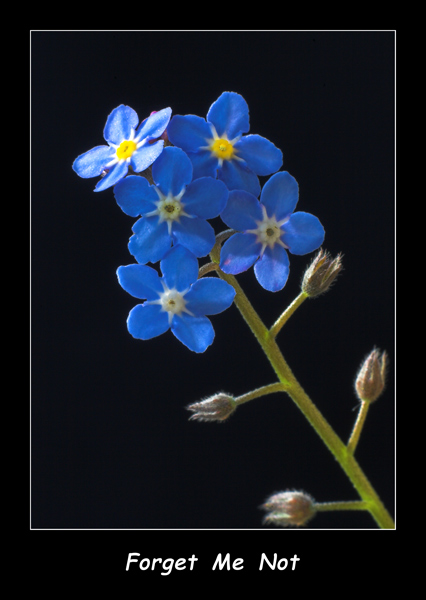 Forget  Me  Not - Nature & Animals