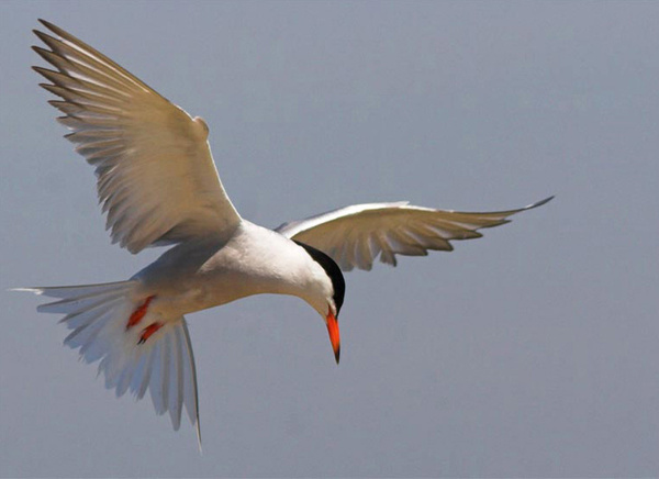 Arctic Tern - Birds - Wild