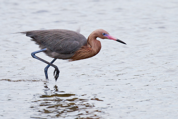 Reddish Egret - Florida 2011