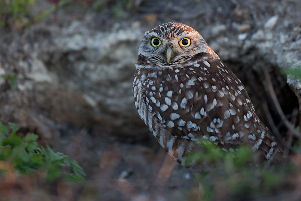 Burrowing Owl - Florida 2011
