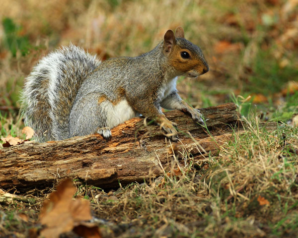 Grey Squirrel - Nature & Animals