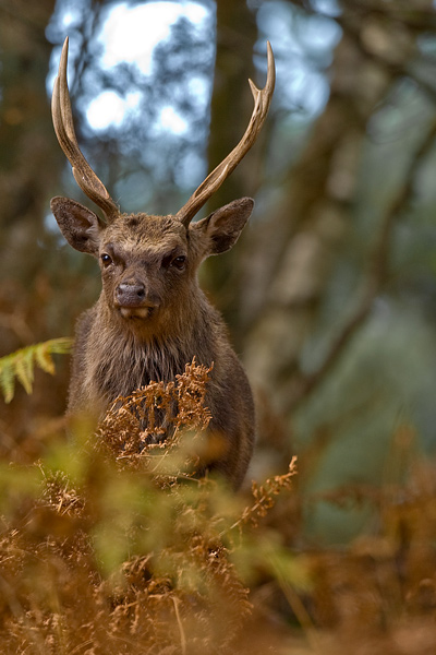 Sika Deer - Nature & Animals