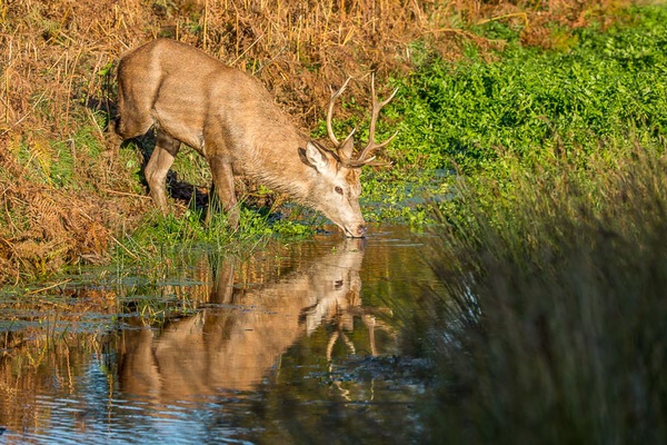 Red Deer Drinking - Nature & Animals