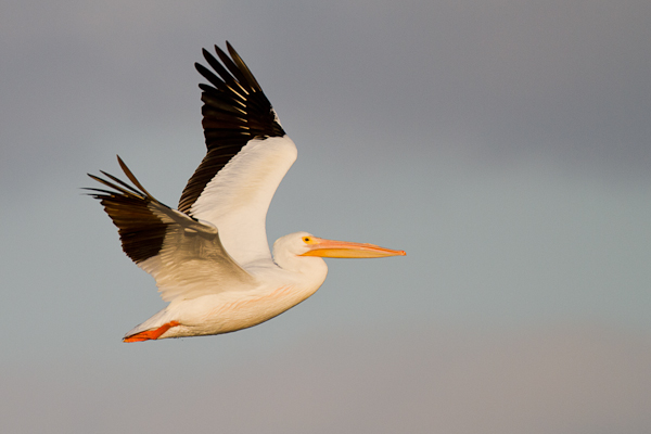 White Pelican - Florida 2011