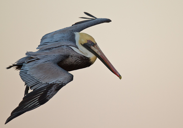 Brown Pelican - Florida 2011