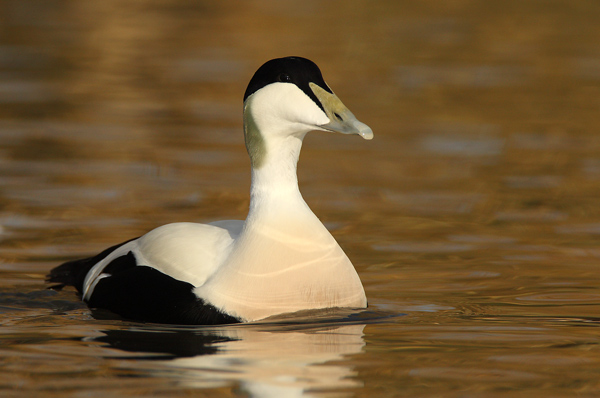 Eider - Birds  -  Captive