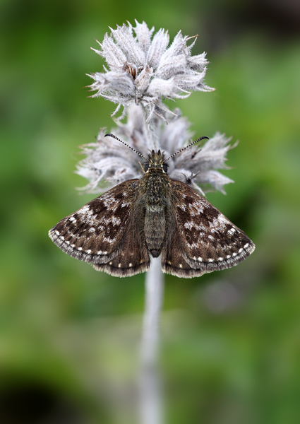 Dingy Skipper - Close up