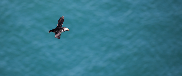 Puffin - Birds - Wild
