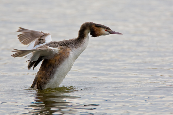 Great Crested Grebe - Birds - Wild
