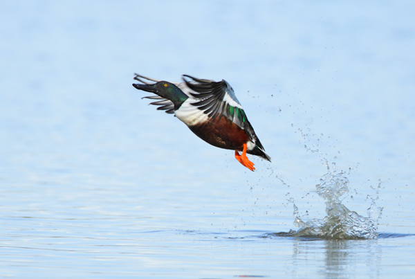 Shoveler Take Off - Birds - Wild