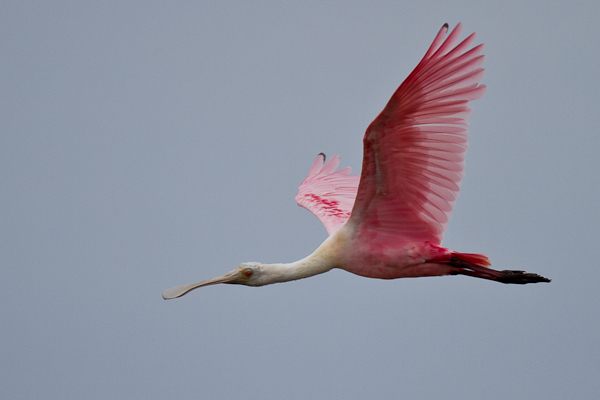 Roseate Spoonbill - Florida 2011