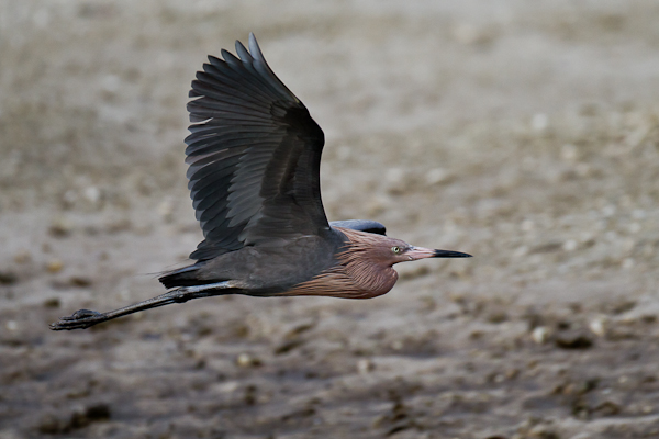 Reddish Egret - Florida 2011