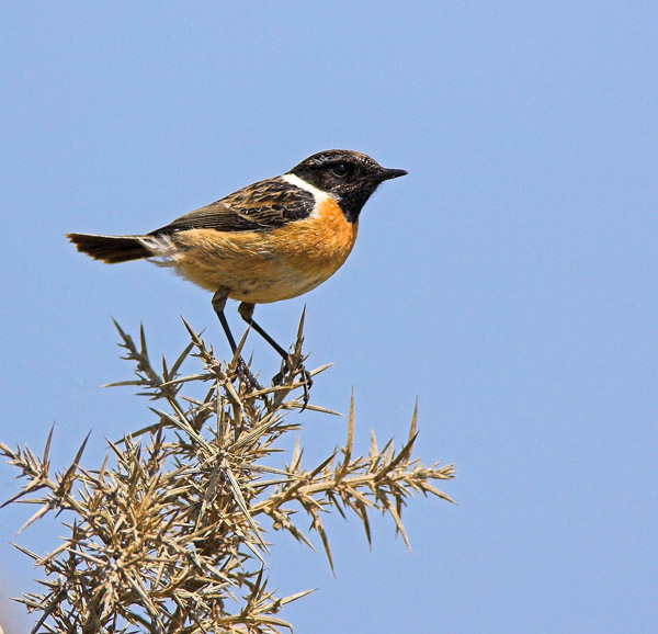 Stonchat on a thistle - Birds - Wild