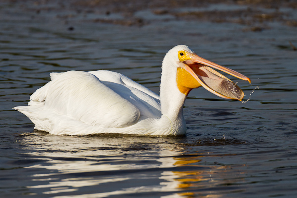 White Pelican - Florida 2011
