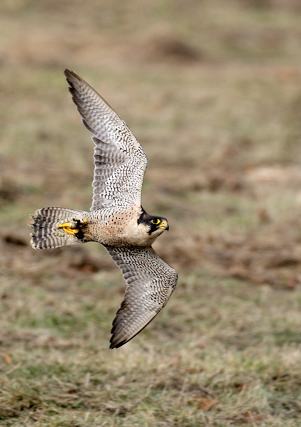 Peregrine Falcon - Birds  -  Captive