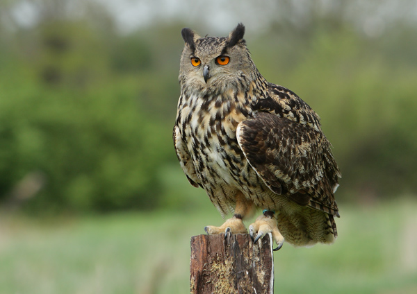 Eagle Owl - Birds  -  Captive