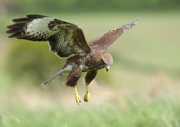 Common Buzzard - Birds  -  Captive