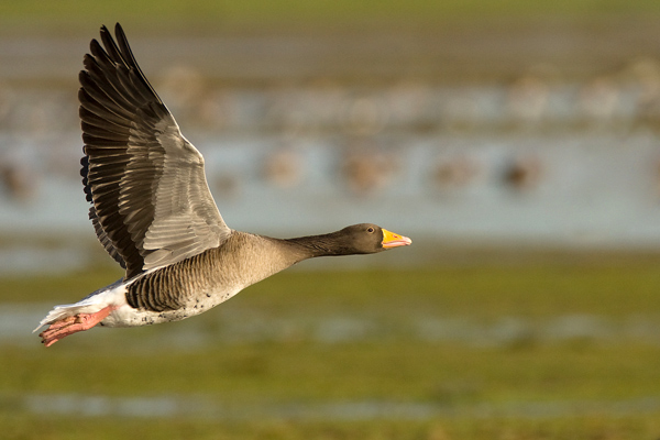 Greylag  Fly-by. - Birds - Wild
