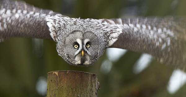 Great Grey Owl - Birds  -  Captive