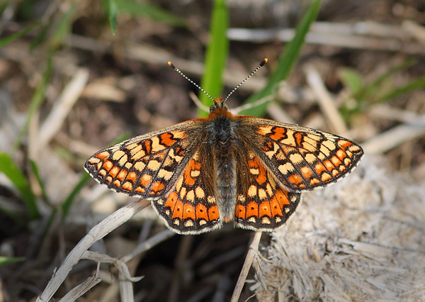 Marsh Fritillary - Close up